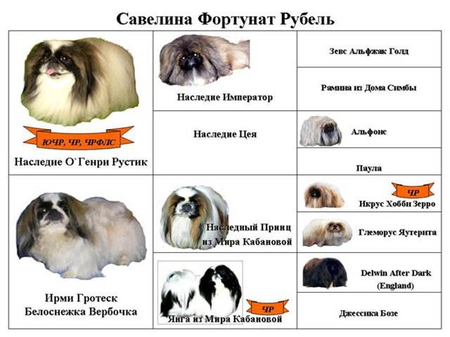 Сколько живут пекинесы: особенности ухода, продолжительность жизни (фото)