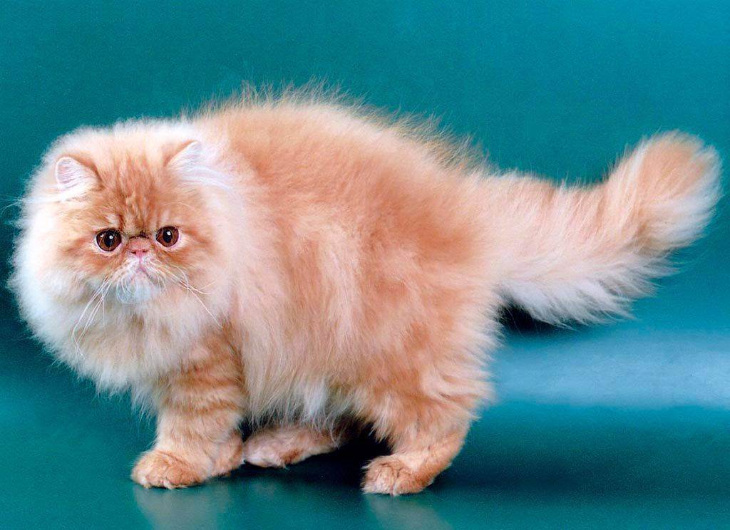 Персидская кошка (перс): 40 фото, цена, характер и описание внешнего вида