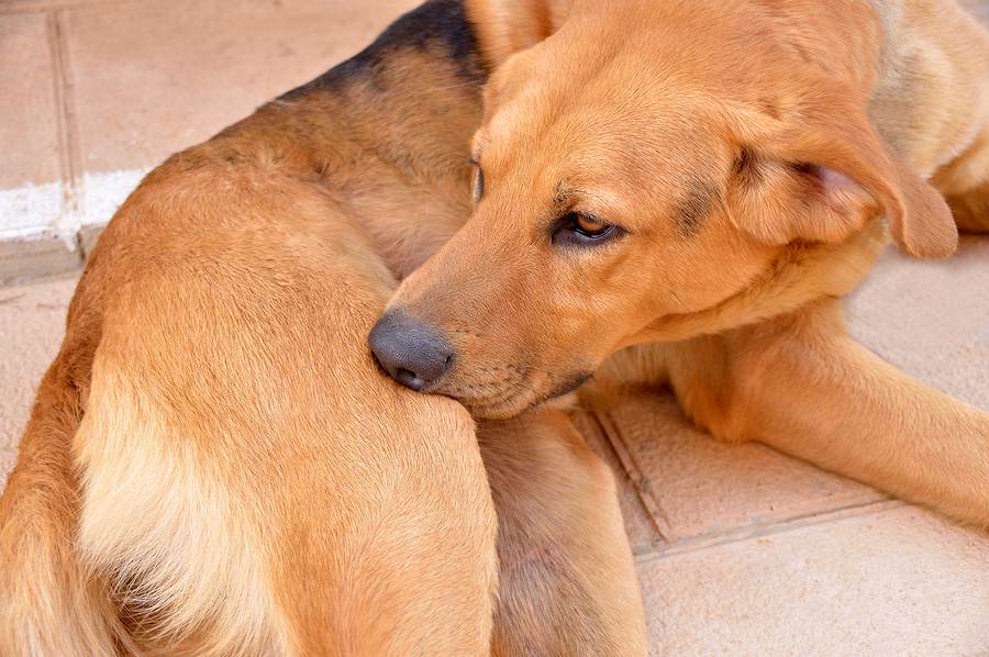 Что делать, если собака чешется и грызет себя – причины и лечение. зуд у собак, или почему собака чешется