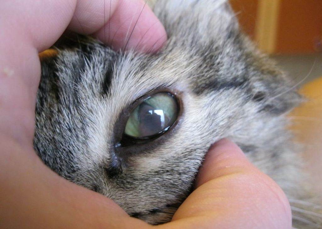 Симблефарон у кошек - срастание век и тканей глаза