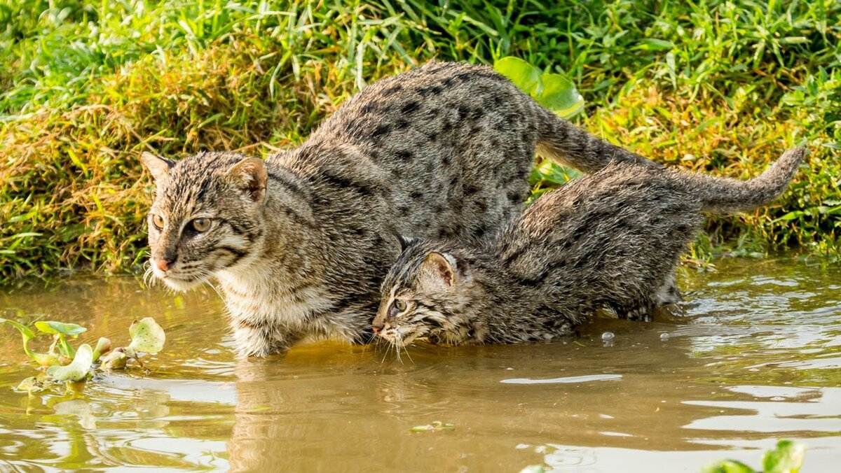Виверровый кот-рыболов (крапчатая кошка, рыбья кошка)