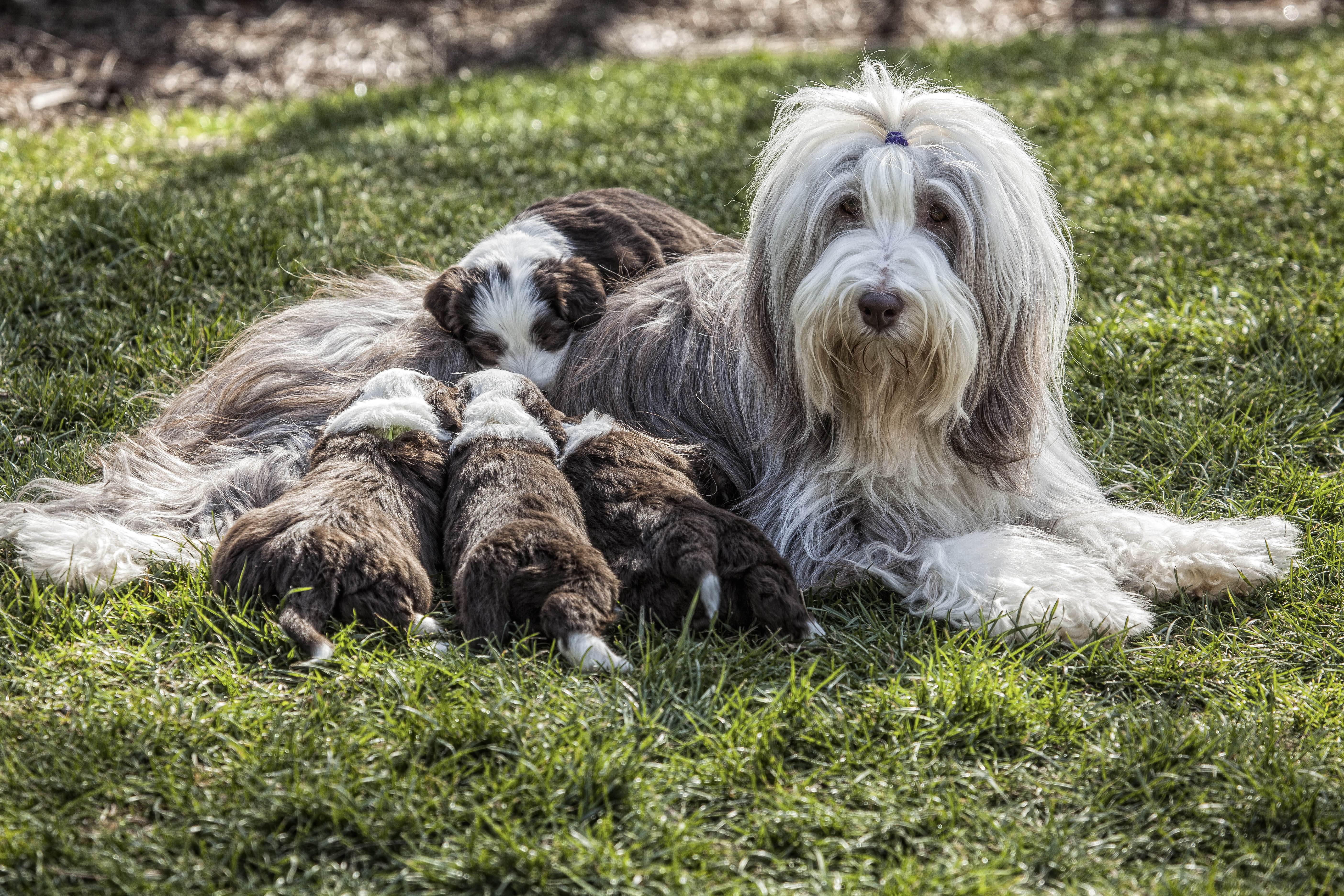 Бородатый колли (биардид, бирди): описание породы собак с фото и видео