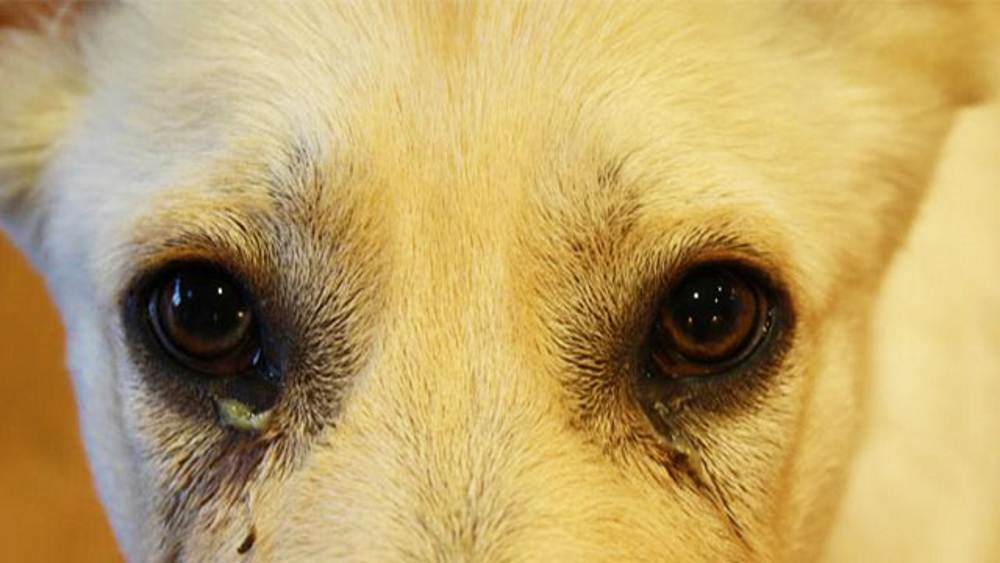 Почему у собаки слезятся глаза