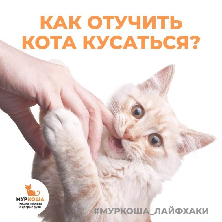 Как отучить котенка кусаться, кидаться и царапаться - luculentia.ru