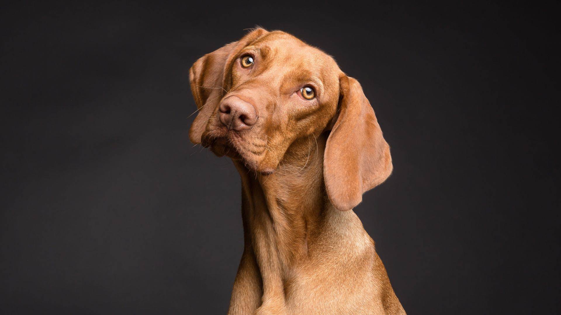 Страсти собачьи: почему собаки наклоняют голову, когда слушают людей