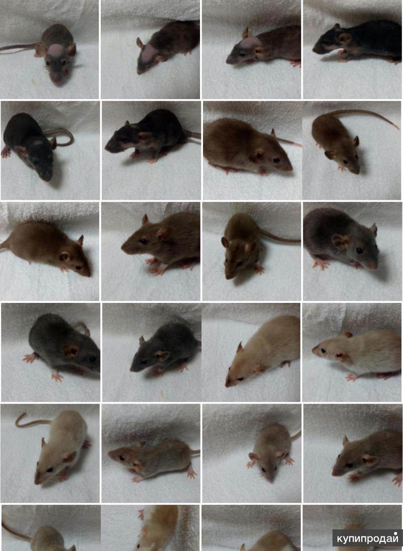 Описание крысы: как выглядят уличные и декоративные грызуны, внешность грызунов в зависимости от вида