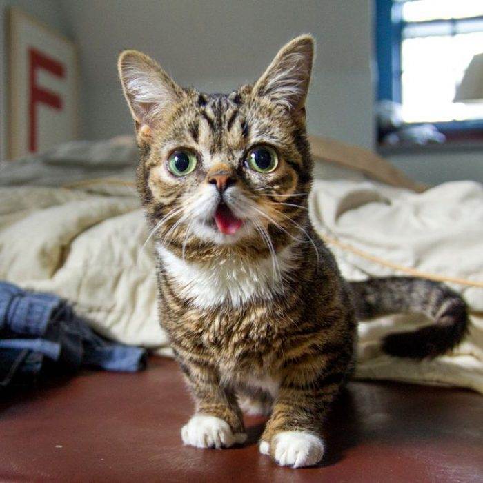 Какая порода кошек самая ласковая и ручная: фотографии и описание