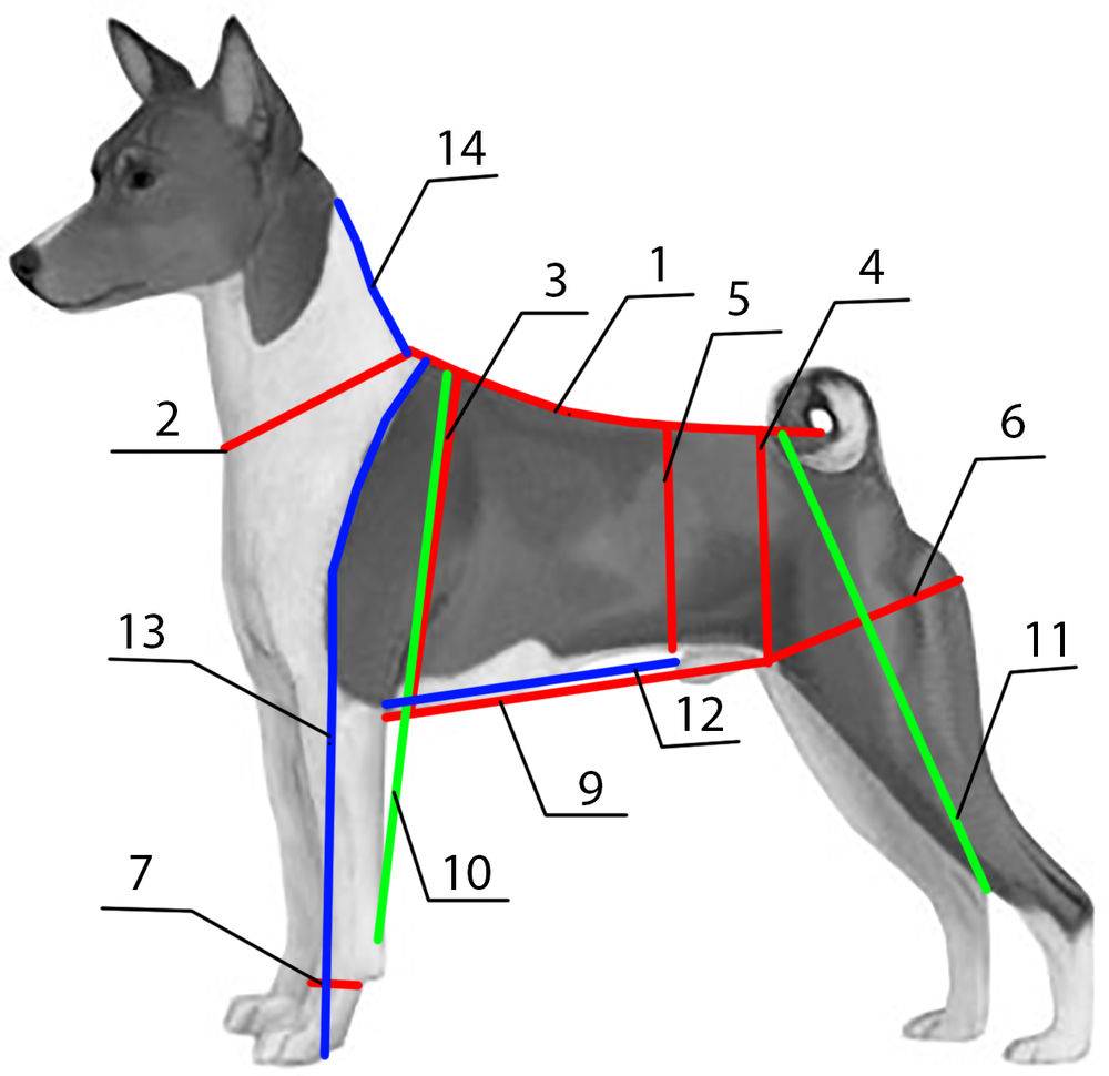Как измерить рост собаки в холке: основные правила правильного измерения