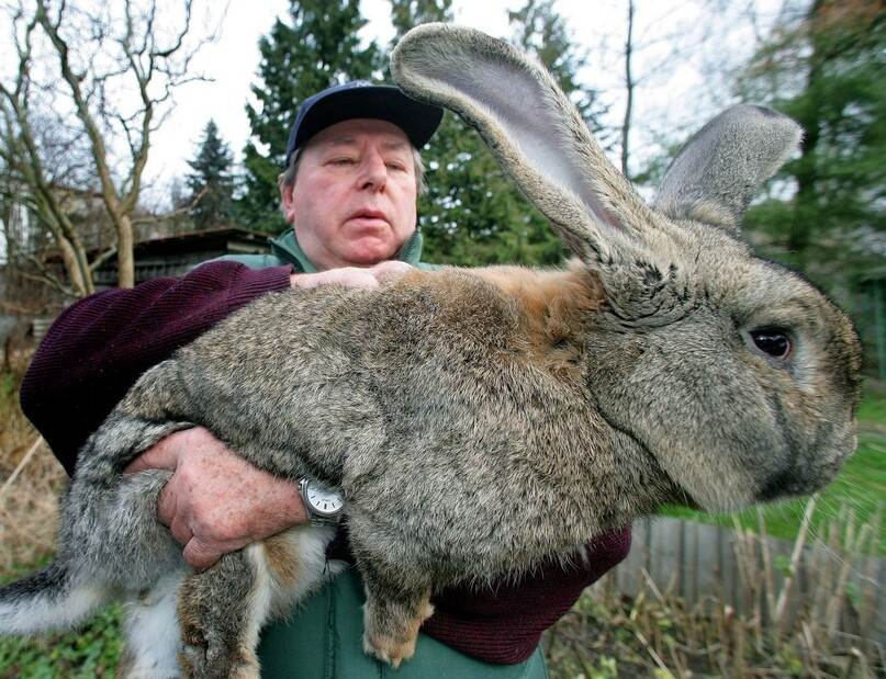 Самый большой кролик в мире: дарий и его сородичи, особенности пород, цели разведения и участие в выставках
