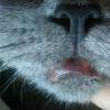 У кошки опухла губа? вот почему и как действовать