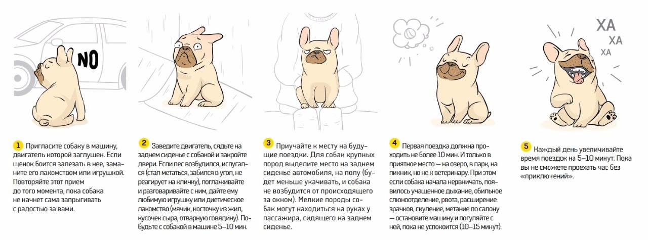 ᐉ как оставлять маленького щенка одного дома? - zoomanji.ru