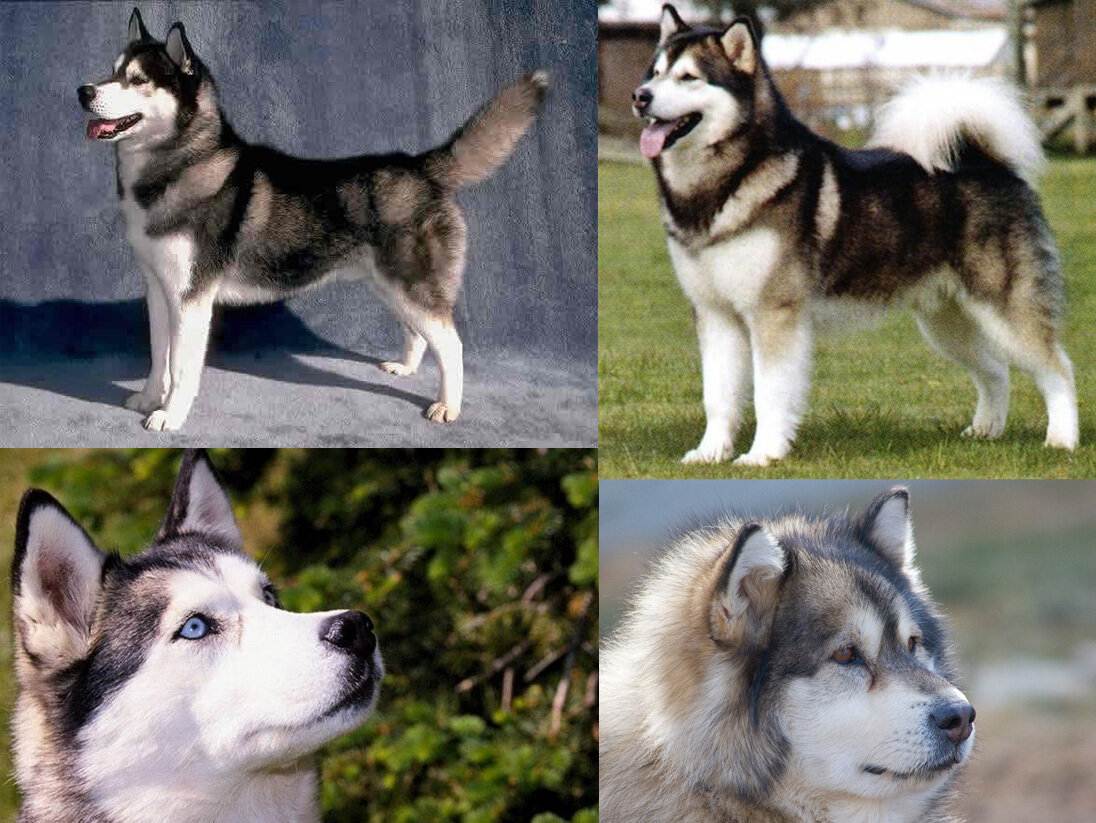 Собака лайка — характеристика вида: какие породы бывают, чем они похожи и в чём отличия
