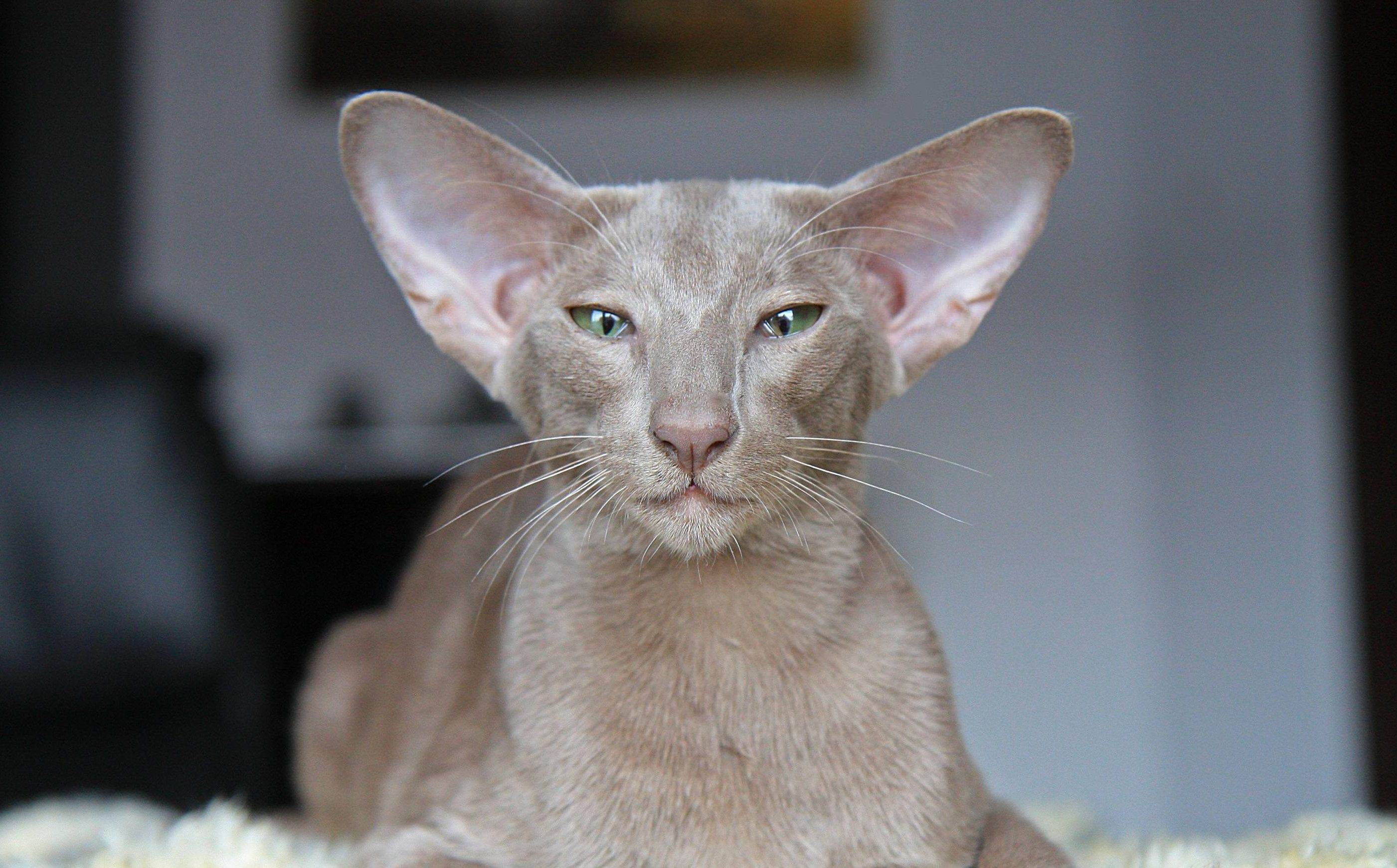 Кошки с маленькими ушами - описание пород