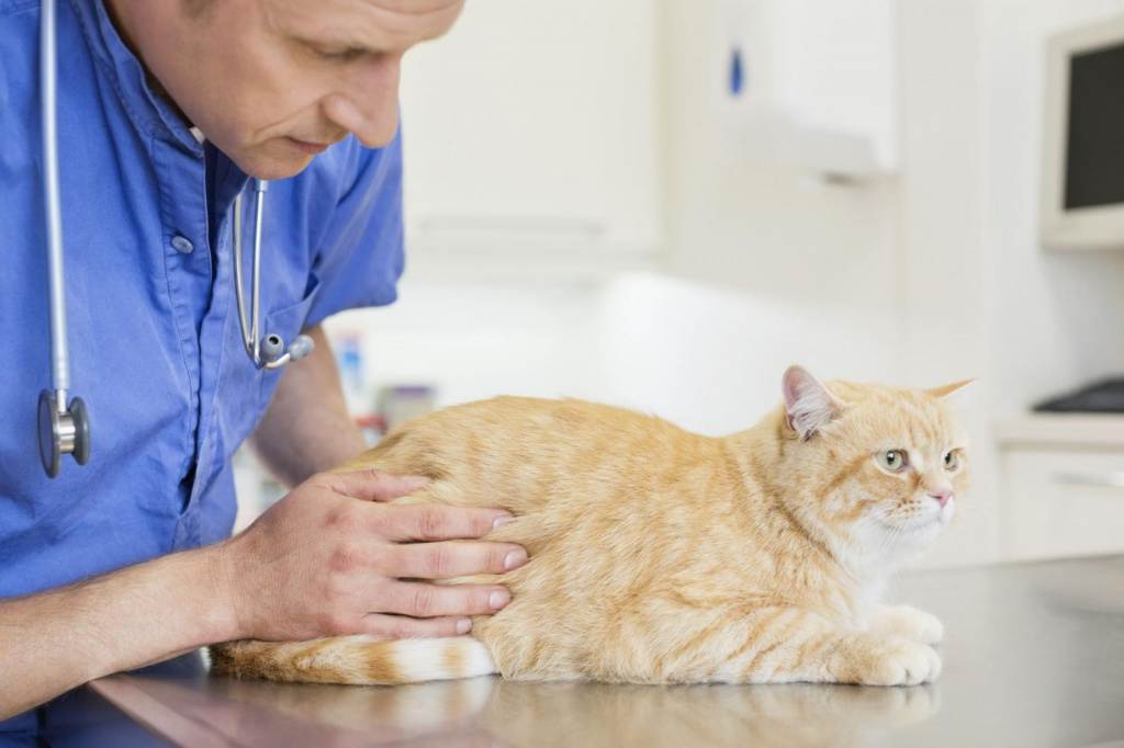 Панкреатит у кошек вирусный, острый и хронический: симптомы, лечение в домашних условиях, чем кормить