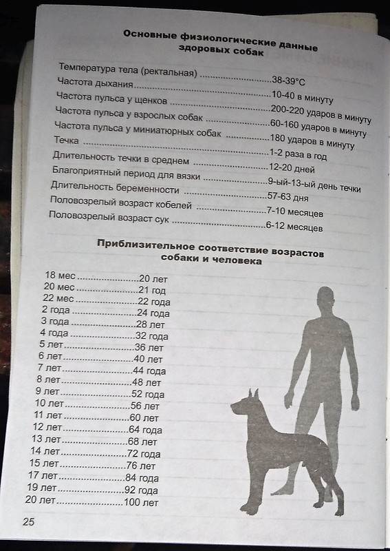 Признаки температуры у собаки