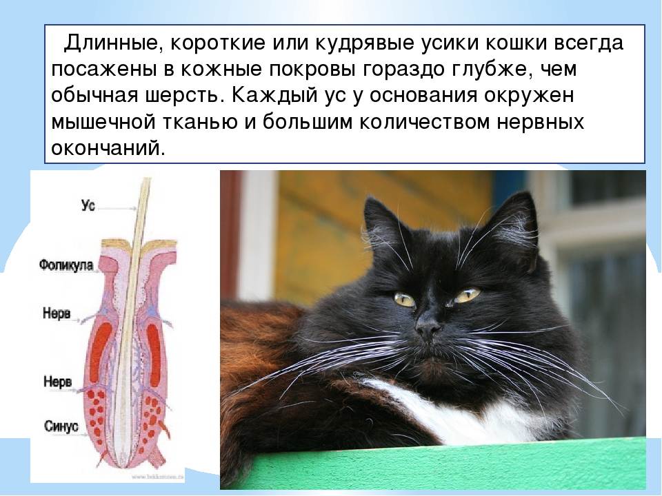 Усы у кота: зачем они нужны, как называются, почему выпадают и ломаются, как помочь кошке при возникновении проблем с вибриссами