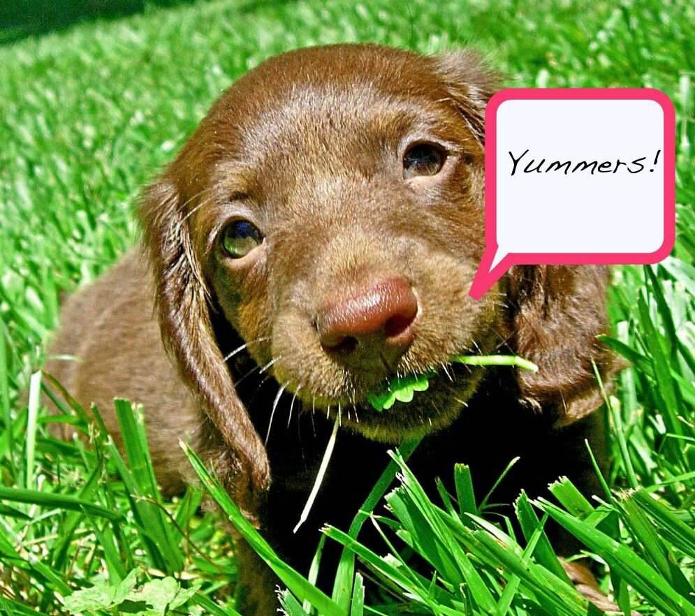 Почему собака ест траву на улице? :: syl.ru