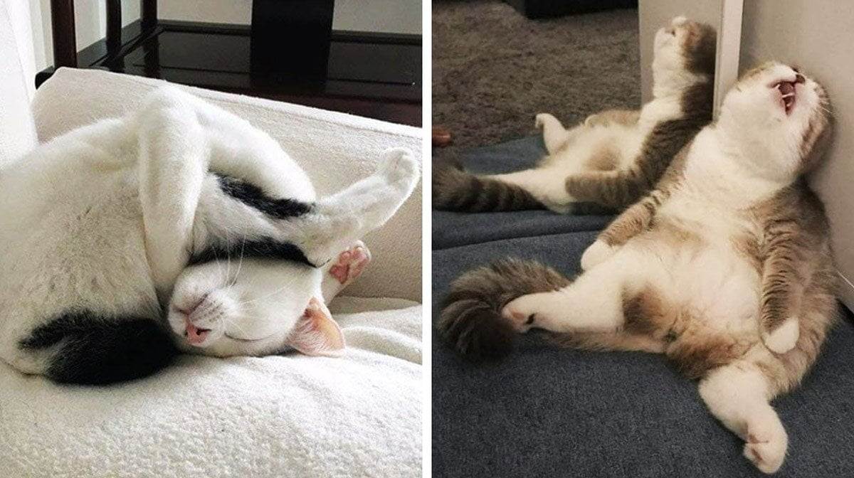 Позы для сна кошки во время болезни (и что они означают )