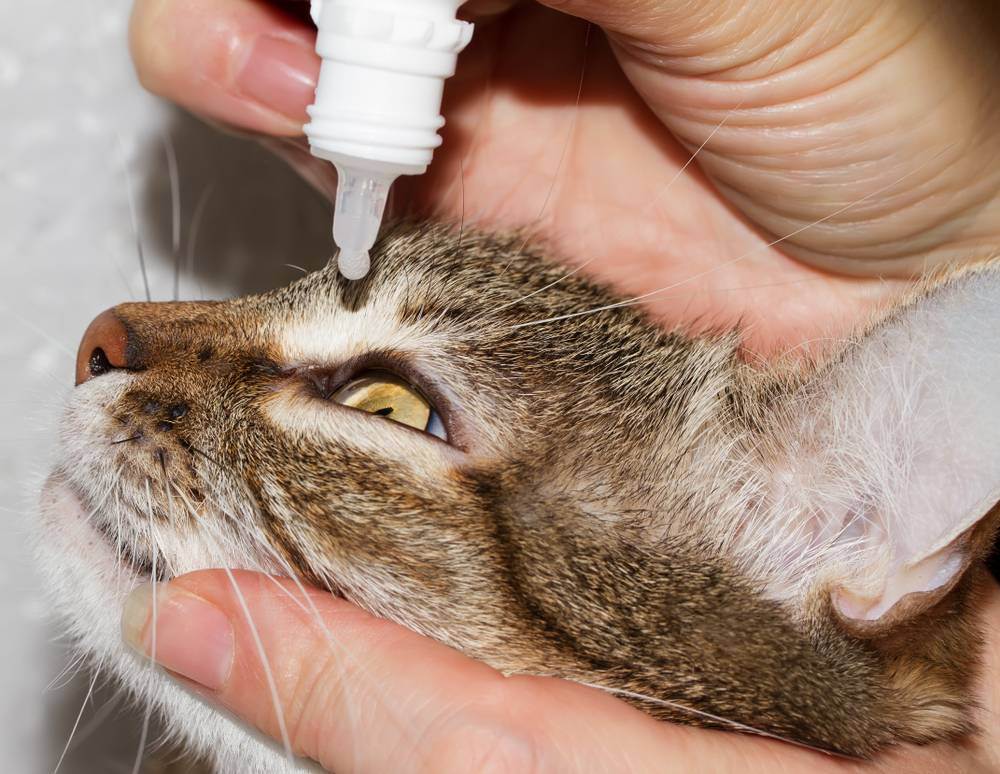Как справиться с болезнями глаз у кошек