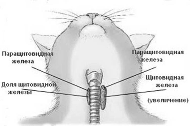 Гипертиреоз у кошек - симптомы, лечение, диагностика