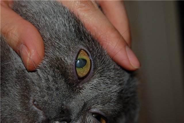 Кератит у кошек - симптомы фото, лечение в домашних условиях сосудов глаз и в клинике