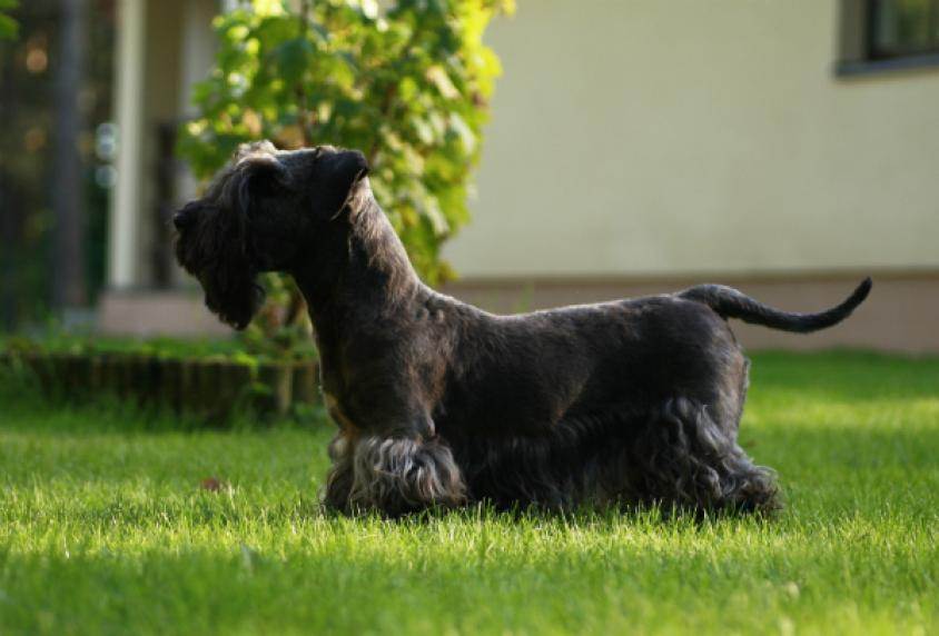 Чешский терьер описание породы, характера, особенностей разведения и характера, стандарт породы собак.