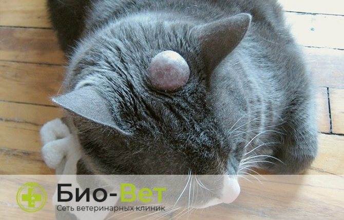 Абсцесс у кота: как лечить, операции, симптомы