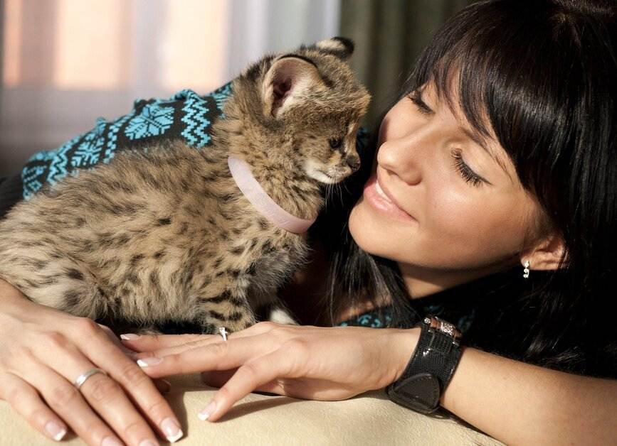 Погладь кота: как устроен рынок котокафе и в чём тут вообще бизнес: технологии — секрет фирмы
