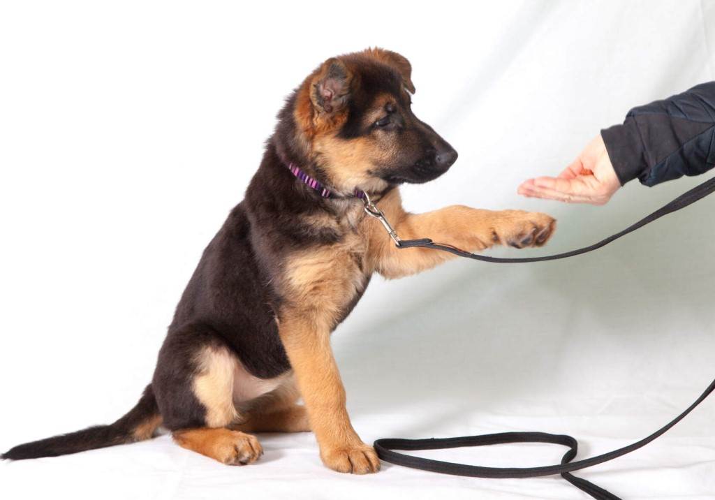 Как приучить щенка к поводку: пошаговая методика, выбор аксессуара