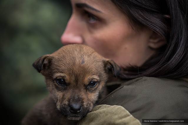 6 способов как помочь бездомным собакам, не подбирая всех домой - gafki.ru