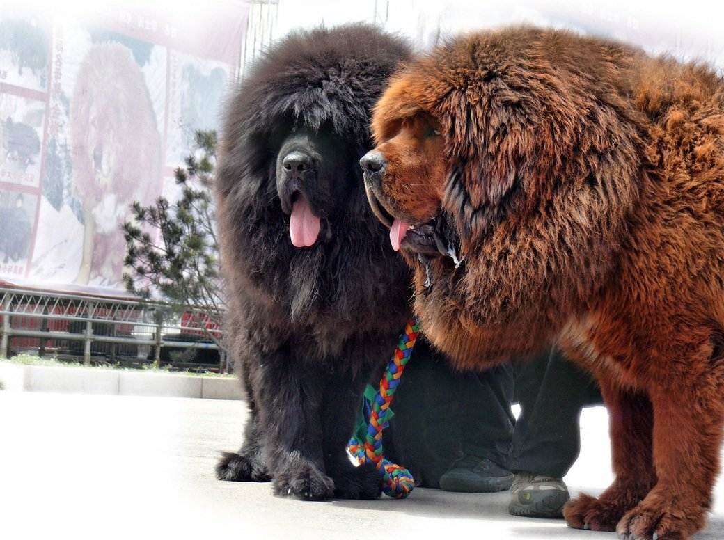 Топ-20 самых редких пород собак в мире ( + фото )