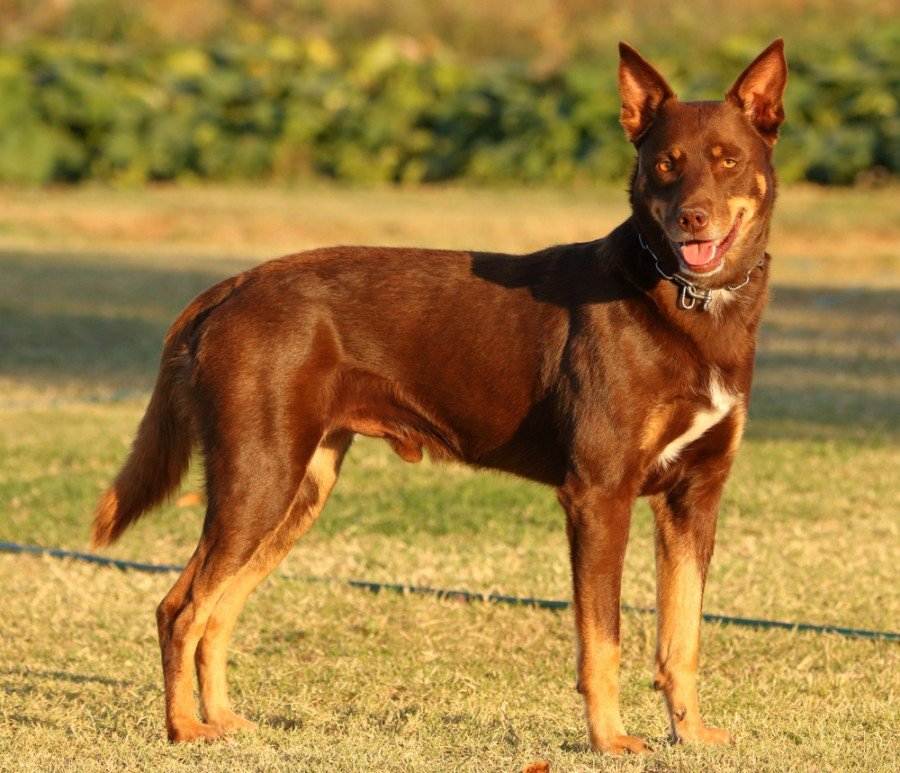Австралийский келпи - 10 фактов и подробное описание породы собак