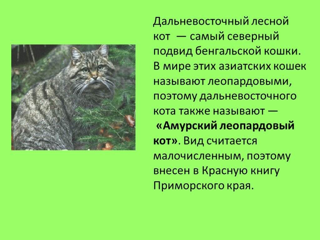 Дикий лесной европейский кот