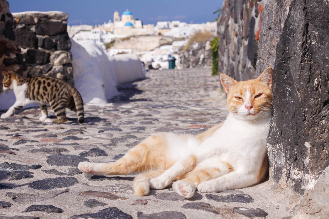 Идеальная вакансия: ухаживать за кошками на греческом острове ► последние новости