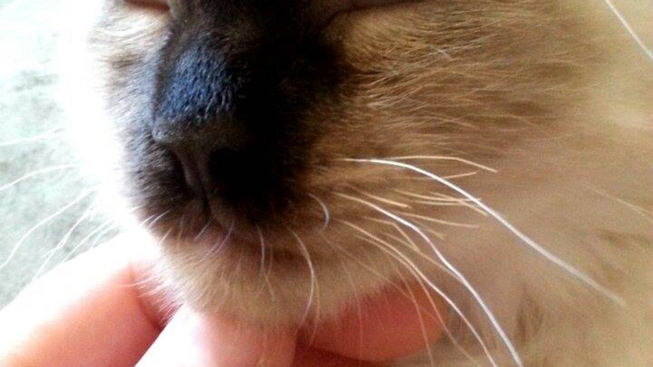 Почему у котов и кошек выпадают и ломаются усы: что делать