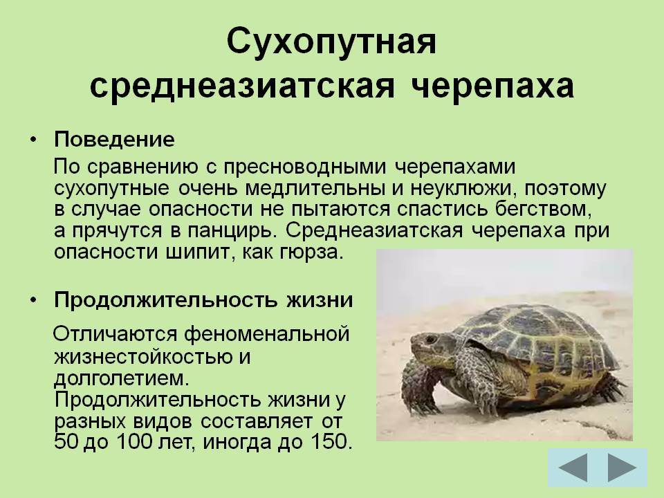 Сколько живут черепахи в природе и домашних условиях?