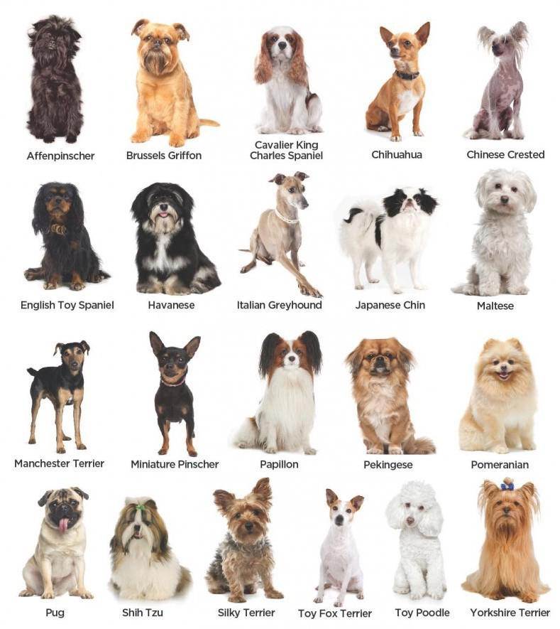 Декоративные собаки: список пород, их преимущества и недостатки