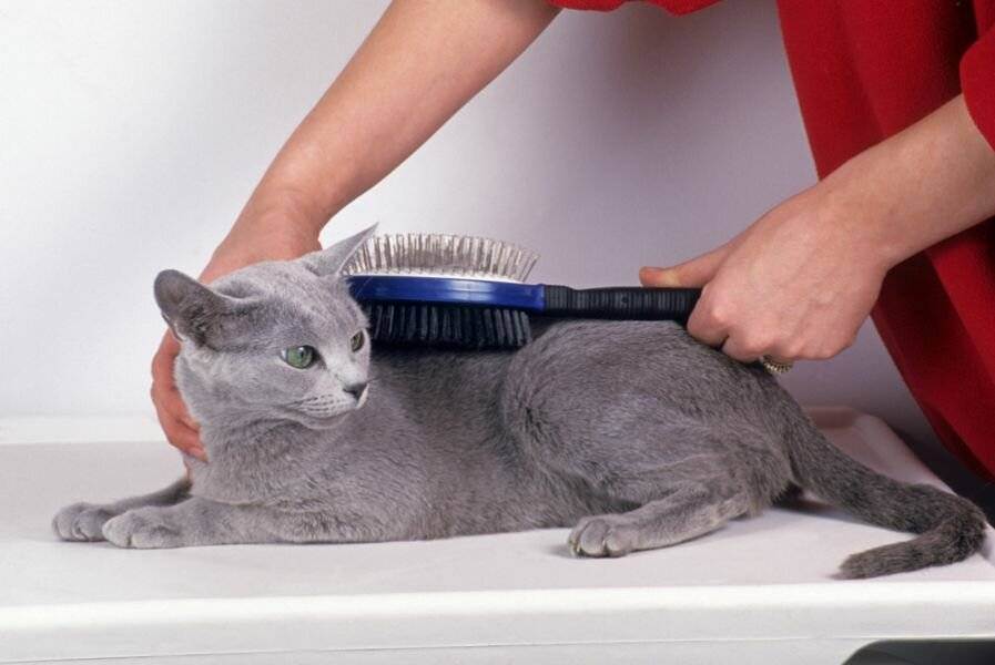 Уход за шерстью кошки: особенности ухода за длинной и короткой