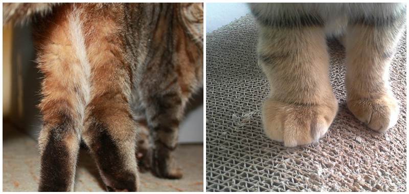 Артрит у кошек: симптомы и виды, лечение и профилактика