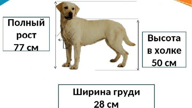 Как измерить рост собаки в холке: правила и методы замеров