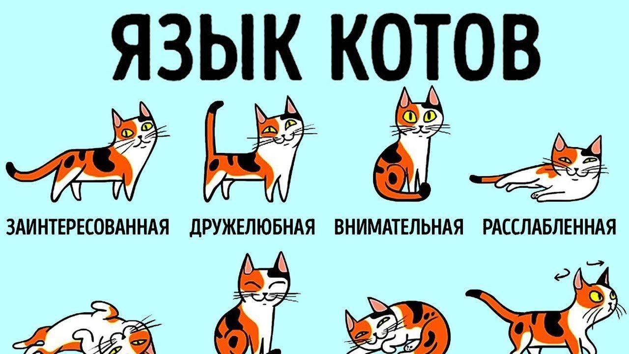 Ученые выяснили, как понравиться вашей кошке, используя секретный язык морганий