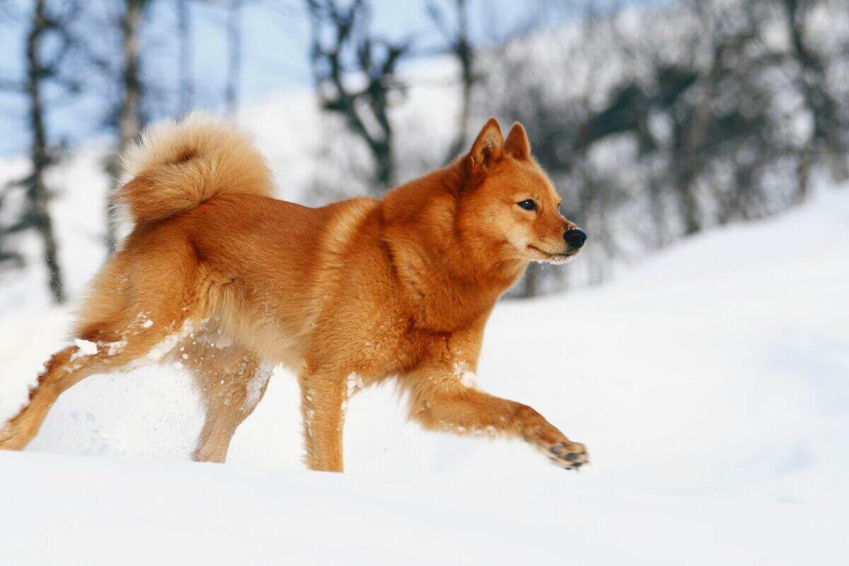 Карело-финская лайка: фото собаки, описание породы и отзывы