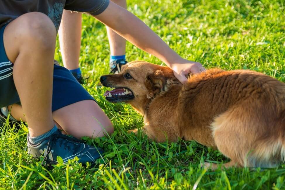 Как не бояться собак: инструкция, как побороть страх