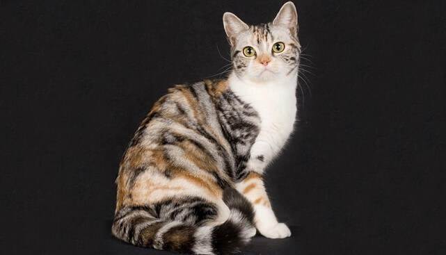 Американская жесткошерстная кошка: история происхождения, правила по уходу