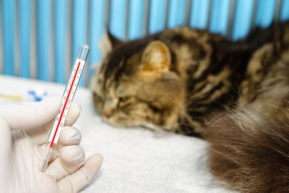 Температура тела кошки: норма и отклонения, способы измерения температуры, что делать, если температура у кошки повышена или понижена