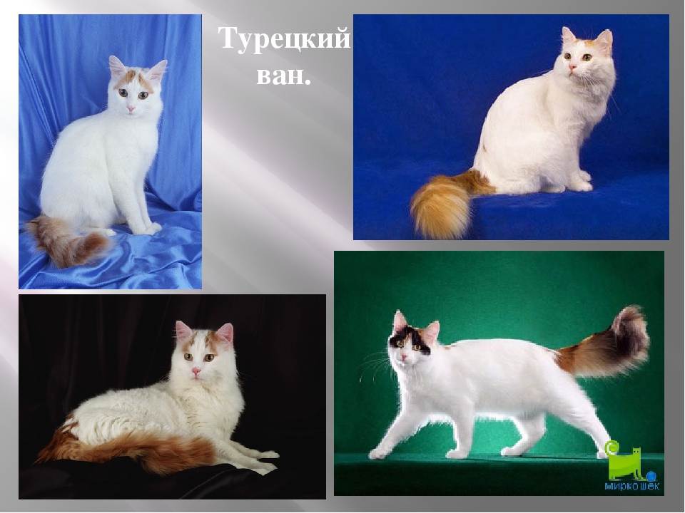 Турецкий ван (ванская кошка): топ-150 фото + полное описание породы