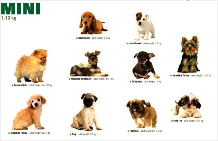 Гипоаллергенные собаки: какие породы не вызывают аллергию у людей списком с фотографиями и названиями - маленькие, самые лучшие для астматиков и детей?
