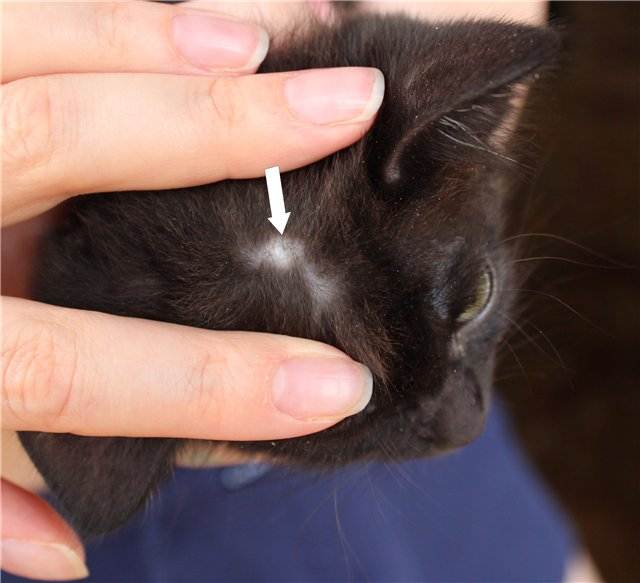 Утечка коричневой жидкости из кошки