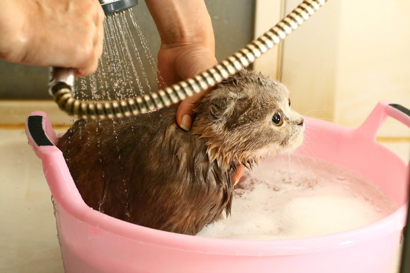 Как помыть кота в домашних условиях, если он боится воды и царапается: подготовка к процедуре, способы мойки кота, как высушить