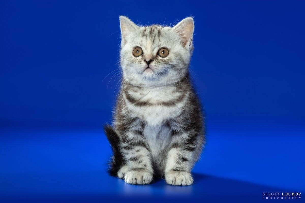Скоттиш-страйт — шотландская прямоухая кошка